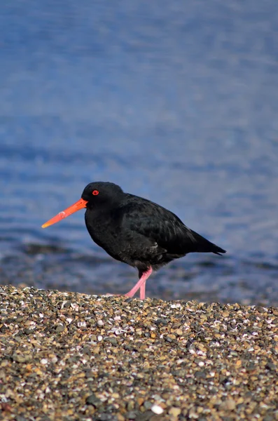 Oystercatcher — стокове фото