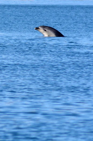 Delfin skacząc z wody — Zdjęcie stockowe