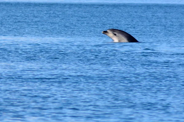 Delfino che salta fuori dall'acqua — Foto Stock