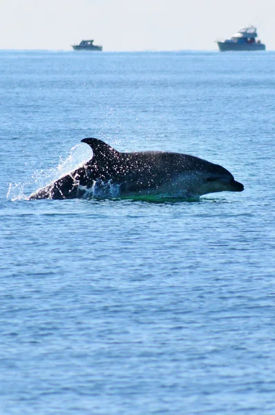 Delfin skacząc z wody — Zdjęcie stockowe