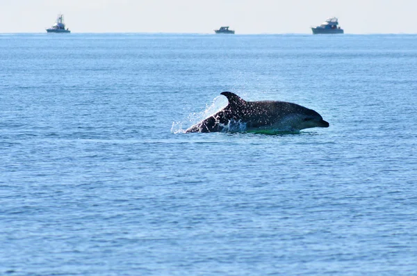 Delfin springt aus dem Wasser — Stockfoto