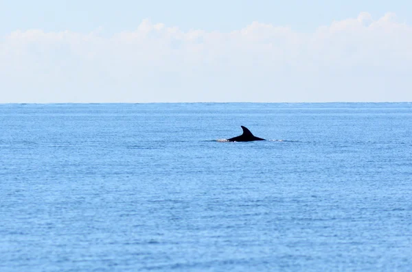 Delfino che salta fuori dall'acqua — Foto Stock