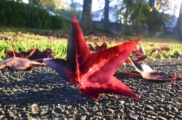 Herbstzeit Ahornblatt — Stockfoto