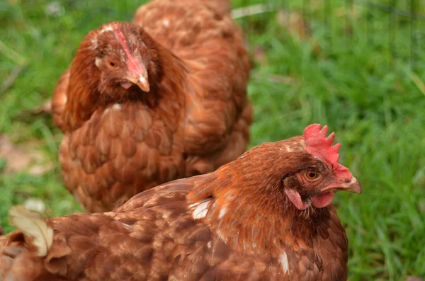 Binnenlandse boerderij kip — Stockfoto