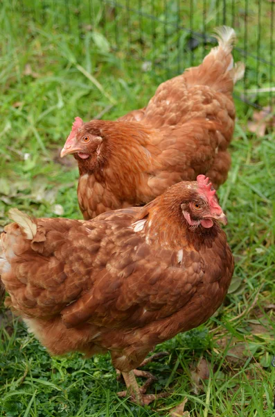 Εγχώρια αγρόκτημα κοτόπουλου — Φωτογραφία Αρχείου