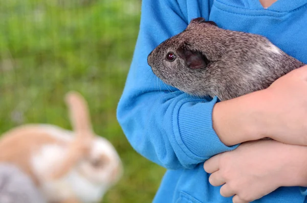 Gris från Guinea — Stockfoto