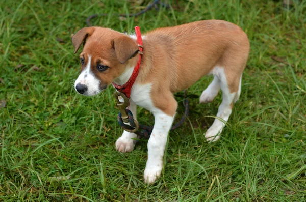 Perro cachorro triste — Foto de Stock