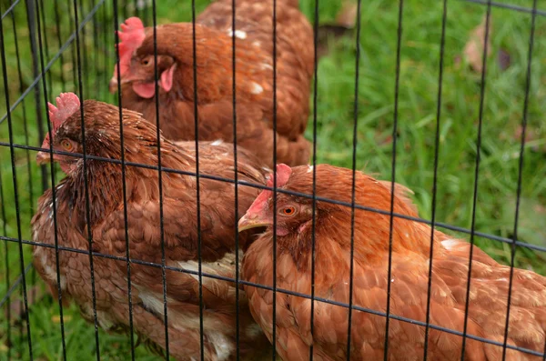 Binnenlandse boerderij kip — Stockfoto