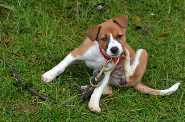 Puppy hondje krassen — Stockfoto