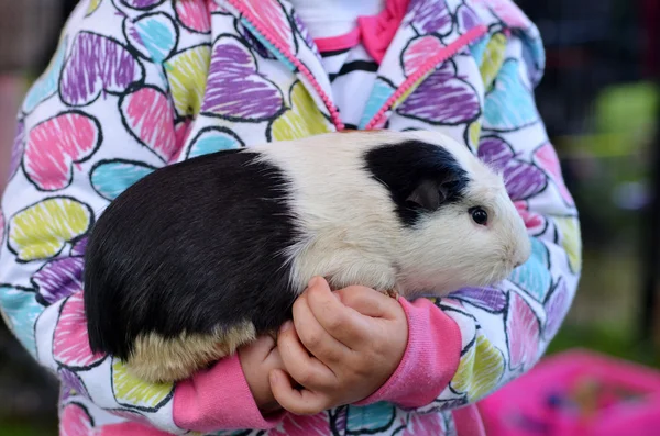 Gris från Guinea — Stockfoto