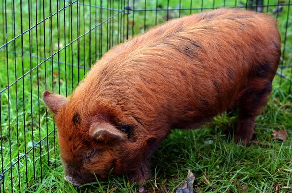 Cerdo de Kune — Foto de Stock