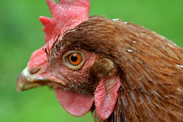 Inhemska gård kyckling — Stockfoto