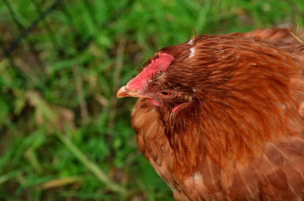 Binnenlandse boerderij kip — Stockfoto