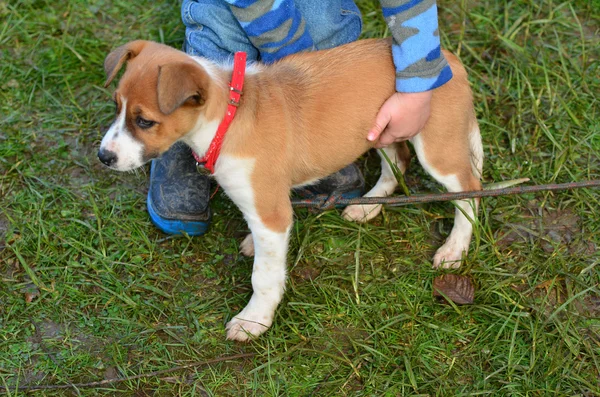 Criança segura um cachorro — Fotografia de Stock