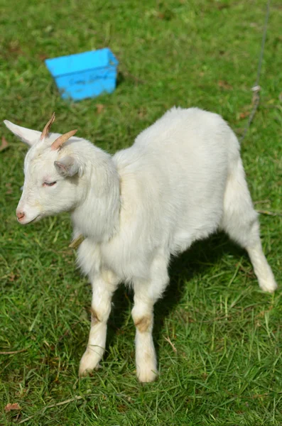 Wit jong geitje geit — Stockfoto