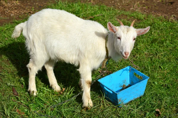 Wit jong geitje geit — Stockfoto