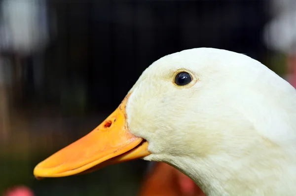 Domestic white duck — Stock Photo, Image
