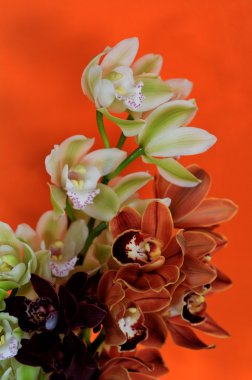 güve orkide - phalaenopsis çiçek