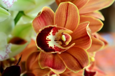 güve orkide - phalaenopsis çiçek