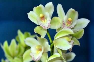 güve orkide - phalaenopsis çiçek