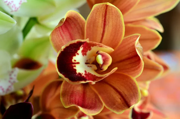Орхидея мох - цветок фаленопсиса — стоковое фото