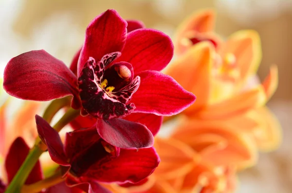 Орхидея мох - цветок фаленопсиса — стоковое фото