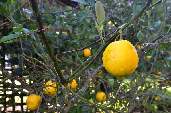 Limon ağacı — Stok fotoğraf