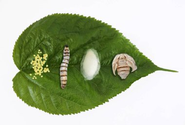 Evcil ipek böceğinin (Bombyx mori) beyaz arka planda izole edilmiş dut yaprağı üzerindeki yaşam döngüsünün önemli aşamaları. İnsan yok. Boşluğu kopyala