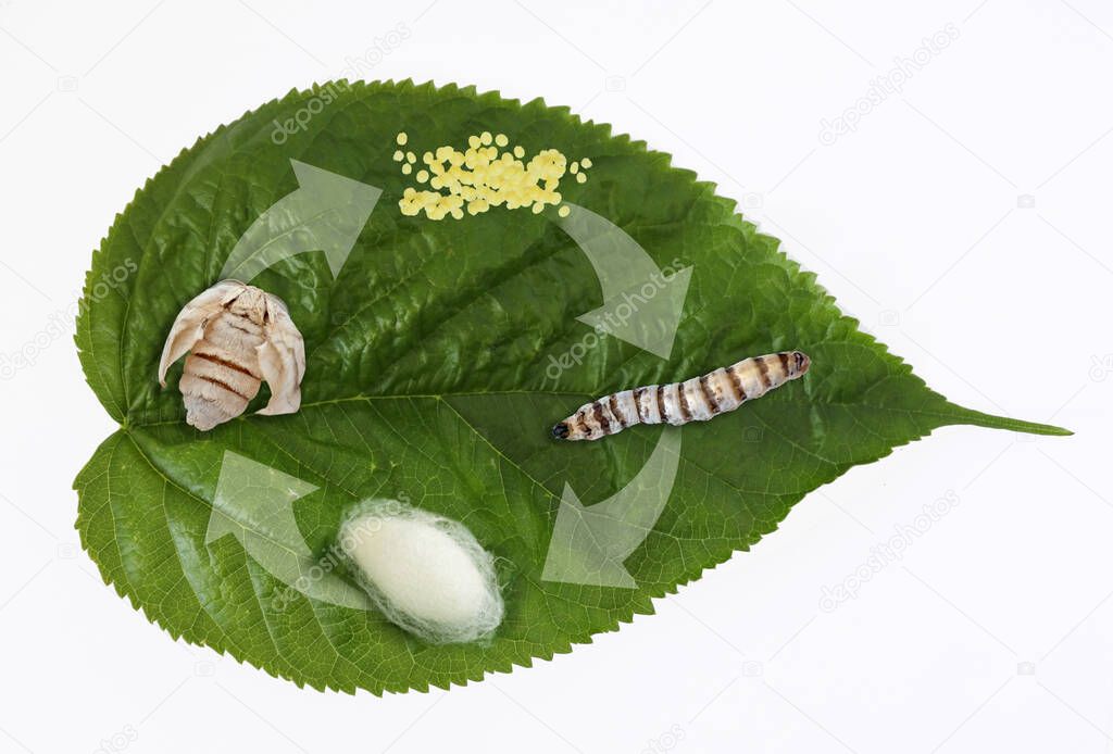 The important stages in the life cycle of the domestic silk moth silkworm (Bombyx mori) on a mulberry leaf isolate on white background. No people. Copy space