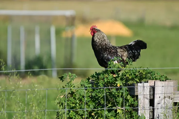 Grote Haan Staand Een Boerderij Hek — Stockfoto