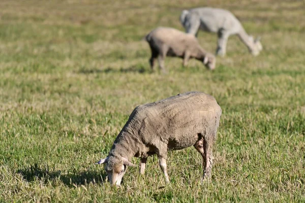 Drei Rasierte Schafe Weiden Auf Einem Feld Einer Schafstation Westaustralien — Stockfoto