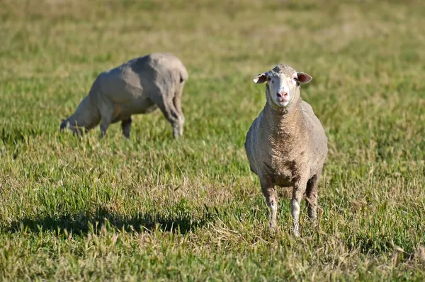Shaved Sheep Looking Camera While Another Grazing Sheep Station Farm — Stock Photo, Image