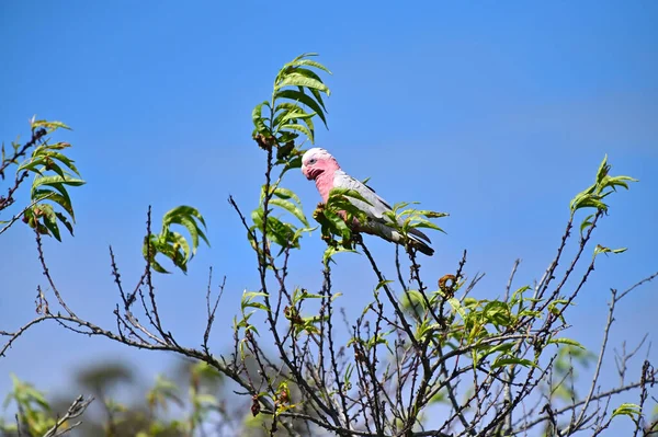 Cacatúa Rosa Gris Galah Sentada Árbol Durante Día Ventoso Interior —  Fotos de Stock