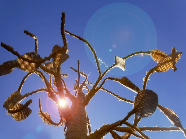 Nízký Úhel Pohledu Sluneční Paprsek Světla Nad Suchým Stromem Izolovaným — Stock fotografie