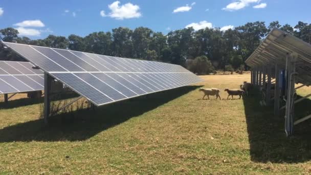 Paneles Solares Granja Ovejas Australiana Australia Occidental — Vídeo de stock