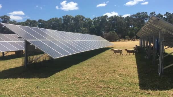 オーストラリアの西オーストラリア州にあるオーストラリアの羊飼育場のソーラーパネル — ストック動画