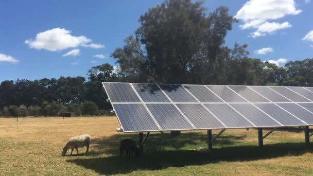 澳大利亚西澳大利亚州澳大利亚羊场的太阳能电池板 — 图库视频影像