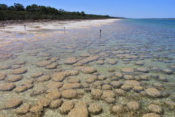 Paisagem Trombolitos Lake Clifton Clifton Austrália Ocidental Austrália — Fotografia de Stock