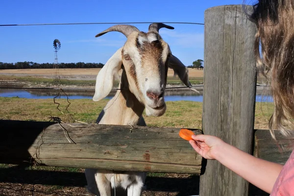 Menina Idade Feminina Alimentando Tem Fazenda Animais — Fotografia de Stock