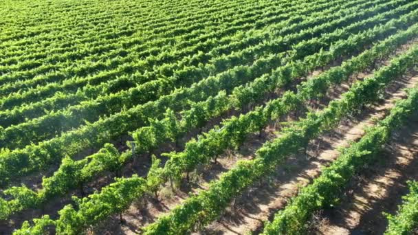 Aerial Landscape View Grapevine Growing Margaret River Region Western Australia — Stock Video