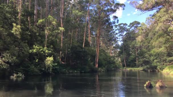西澳大利亚彭伯顿水塘景观 — 图库视频影像