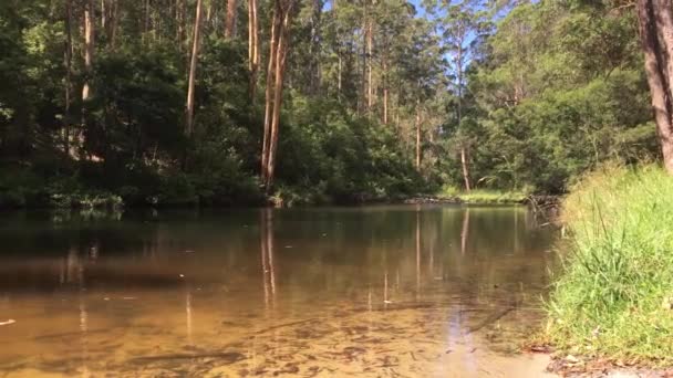 Landschaft Des Wasserpools Pemberton Westaustralien — Stockvideo
