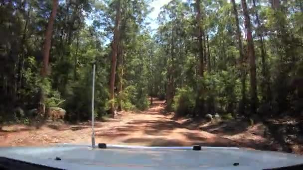 Pemberton西澳大利亚州附近Karri森林探险公路上车辆的Pov — 图库视频影像