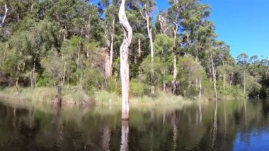 Batı Avustralya 'da Pemberton yakınlarındaki Beedelup Gölü' nde bir ormanın manzarası ve sakin su manzarası..