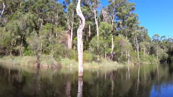 Batı Avustralya Pemberton Yakınlarındaki Beedelup Gölü Nde Bir Ormanın Manzarası — Stok video