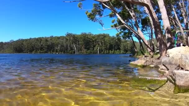 Widok Las Spokojnej Wody Lake Beedelup Pobliżu Pemberton Australii Zachodniej — Wideo stockowe