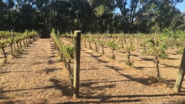 Landscape Small Vineyard Margaret River Region South Western Australia — Stock Video