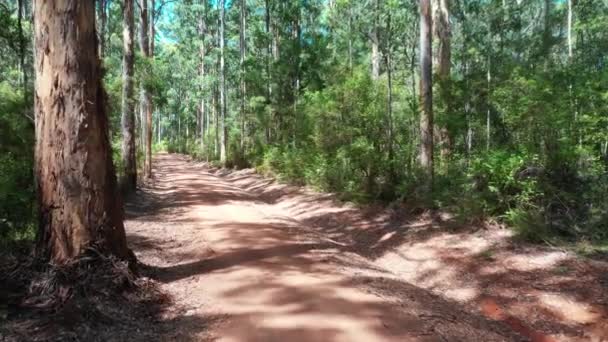 케이리 탐험가가 오스트레일리아 펨버턴 웨스턴오스트레일리아주 근처에서 도로를 공중에서 내려다본 — 비디오