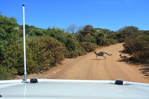 Pov Car Point View Female Kangaroo Joey Crossing Dirt Road — стоковое фото