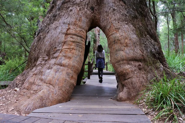 澳大利亚女孩穿过澳大利亚西部沃波尔丹麦附近一棵高大的树的后视镜 — 图库照片